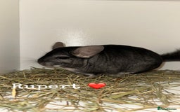 Chinchilla rodents for sale: Male Chinchilla  - Image 2