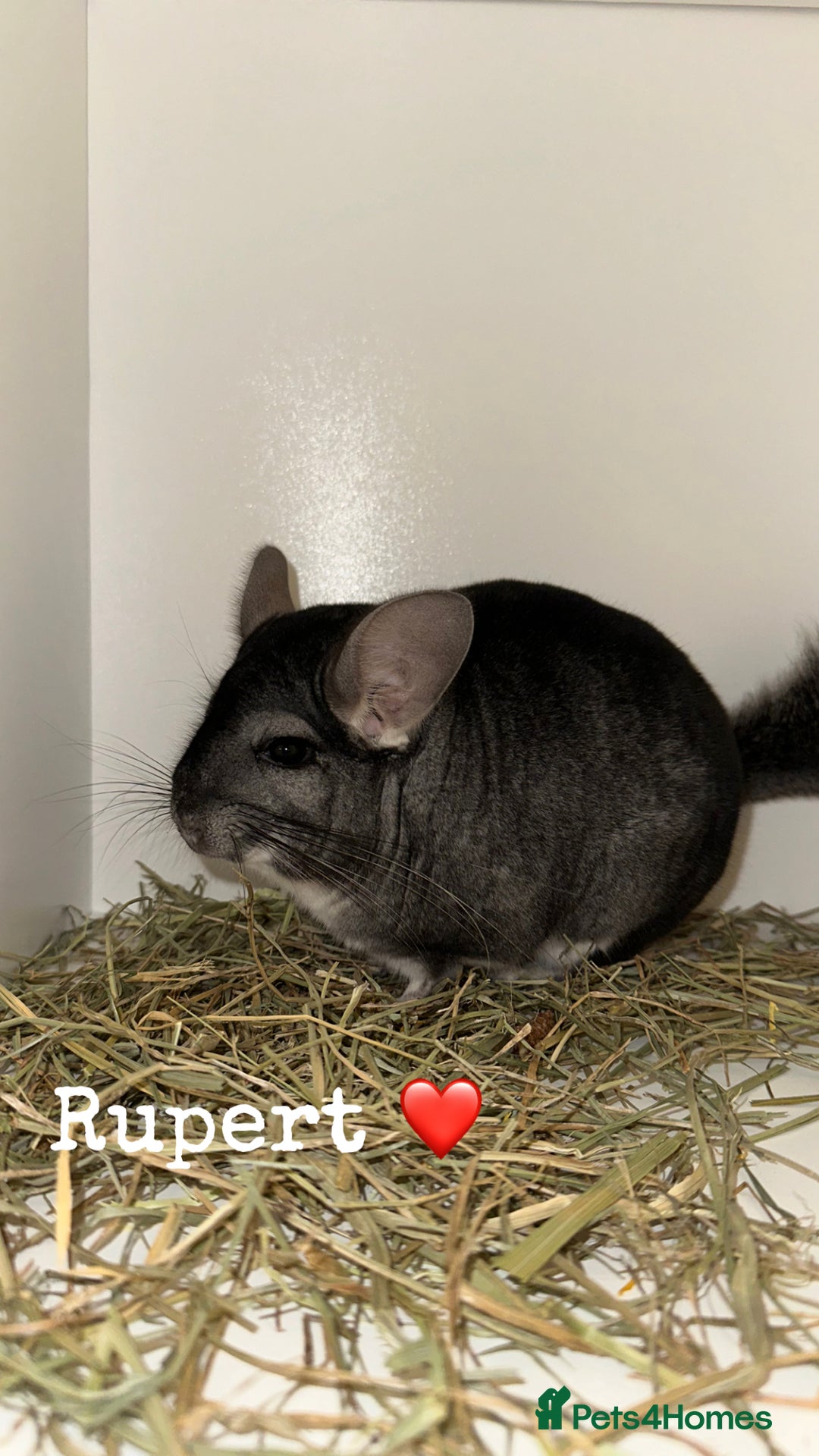 Chinchilla rodents for sale: Male Chinchilla  - Image 2