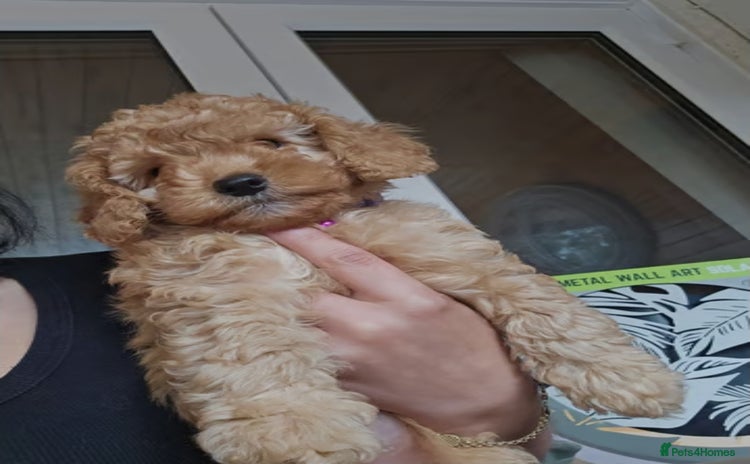 Cockapoo dogs - Advert 14