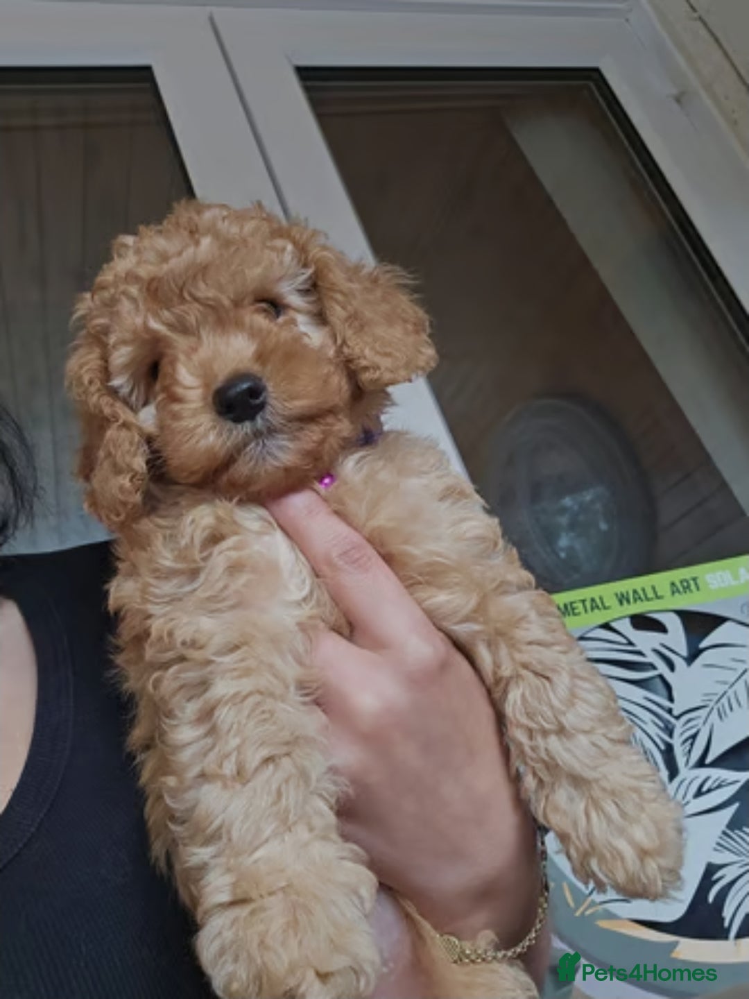 Cockapoo dogs for sale: *URGENT* Adorable f2b toy/mini cockapoos  - Image 1