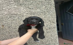 Cocker Spaniel dogs for sale: Working cocker spaniel  - Image 3