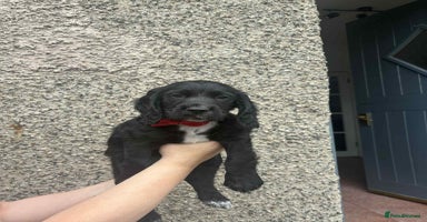 Cocker Spaniel dogs - Advert 6