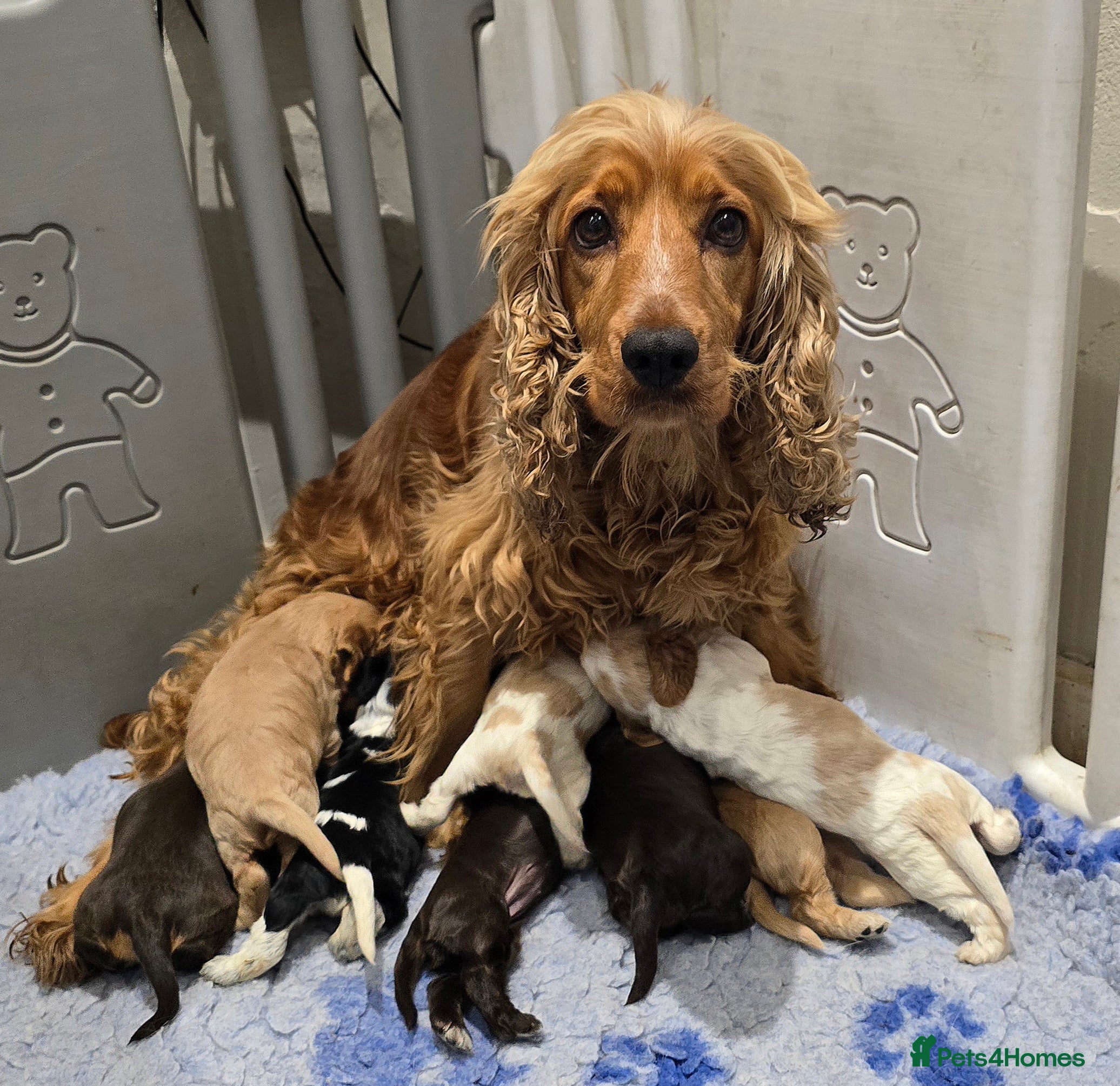 Cocker Spaniel dogs Orange Roan Show Type KC Reg Health Testedr - Advert 4
