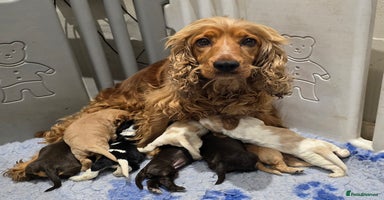 Cocker Spaniel dogs - Advert 8