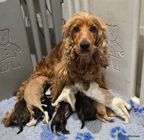 Cocker Spaniel dogs - Advert 4