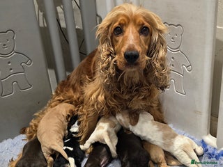 Cocker Spaniel dogs - Advert 8