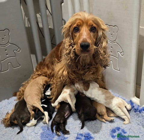 Cocker Spaniel dogs - Advert 1