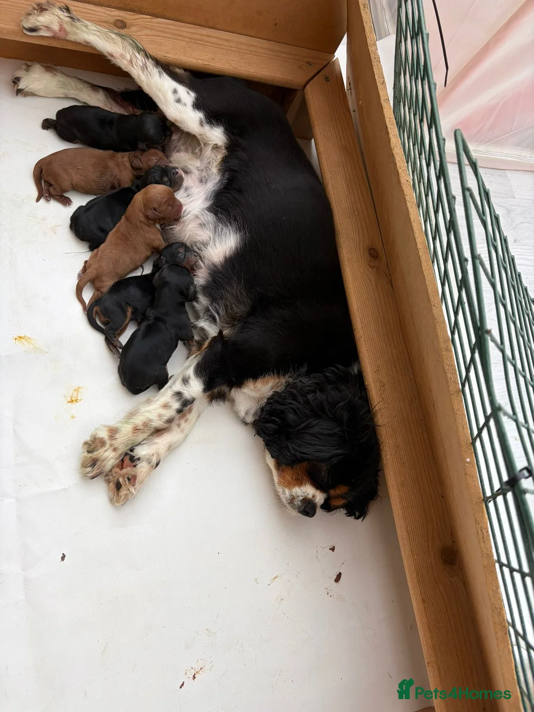 Cavalier King Charles Spaniel dogs for sale: KC Beautiful Health Tested Babies - Advert 2