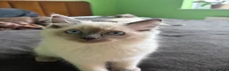 Ragdoll cats for sale: GCCF Registered Pedigree Ragdoll Kittens in Bristol - Advert 5