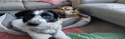 Mixed Breed dogs for adoption: Meet Bella, currently residing in Dunstable  in Dunstable - Advert 5
