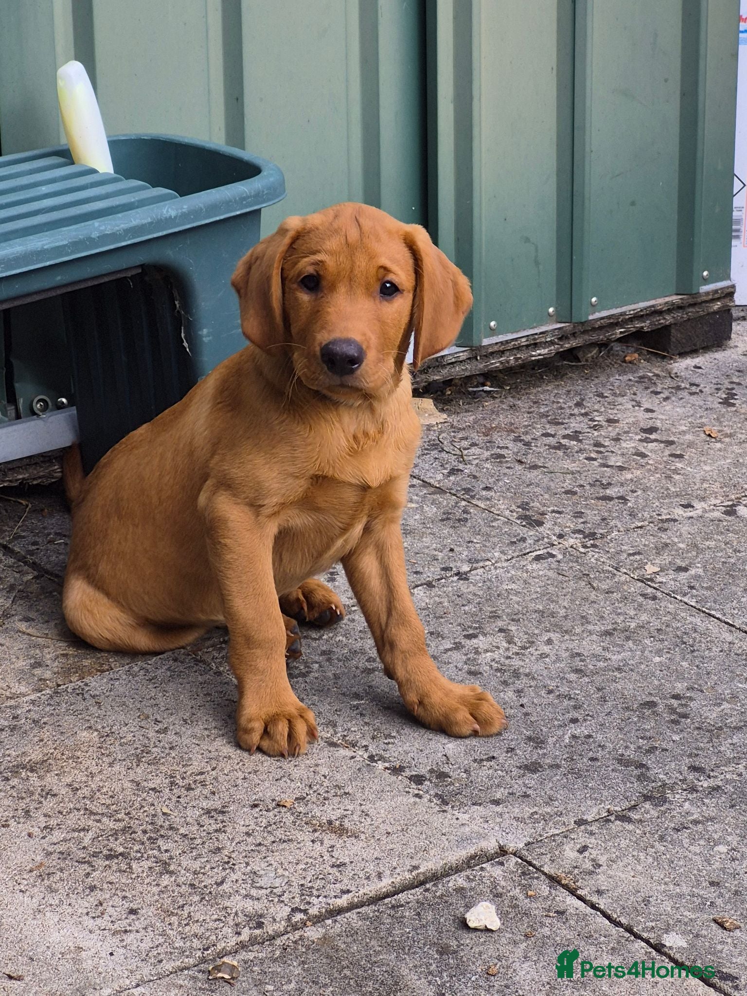 Labrador Retriever dogs Fox red labs for sale - Advert 2
