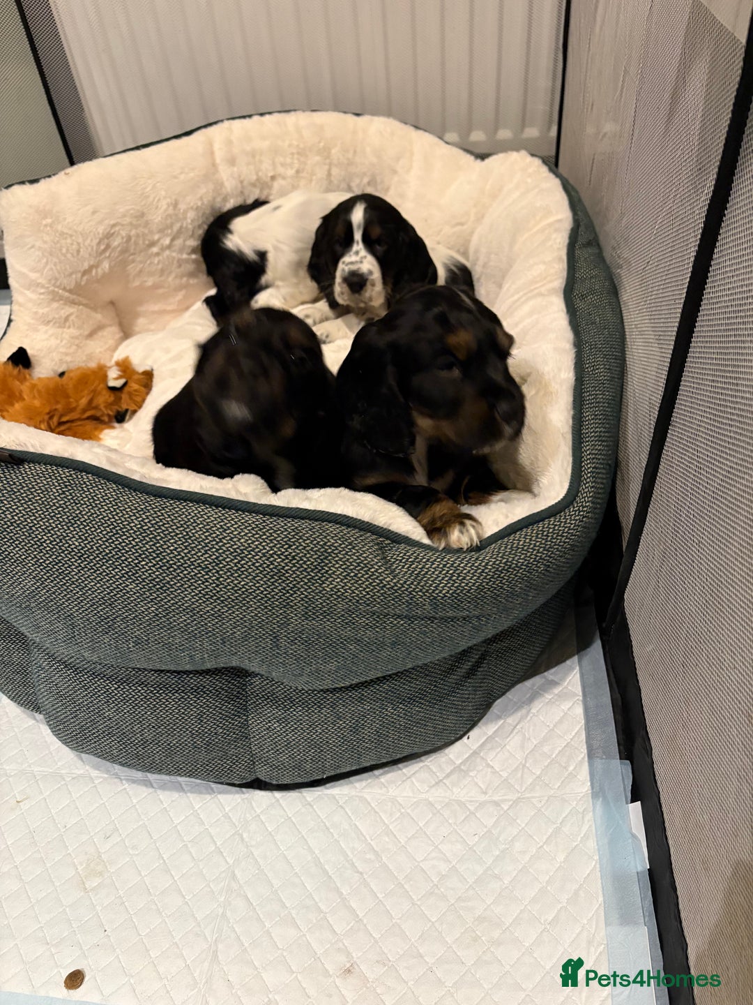 Cocker Spaniel dogs for sale: Stunning show cocker puppies  - Advert 8