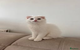 Scottish Fold cats for sale: Scottish Fold Long Hair White - Image 7