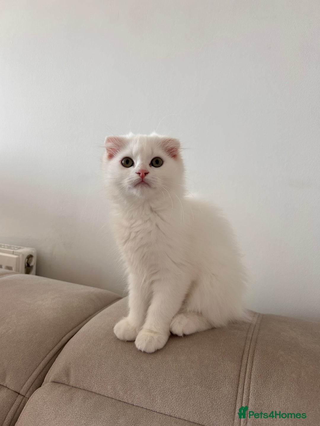 Scottish Fold cats for sale: Scottish Fold Long Hair White - Image 7