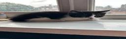 Mixed Breed cats for sale: Male and female tuxedo kittens  in Pontefract - Advert 6