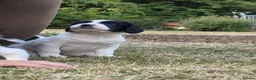 English Springer Spaniel dogs for sale: Working springer spaniel puppies  - Advert 6