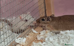 Gerbil rodents for sale: Nibbles & Boo – Two Homes, Double the Love - Image 1