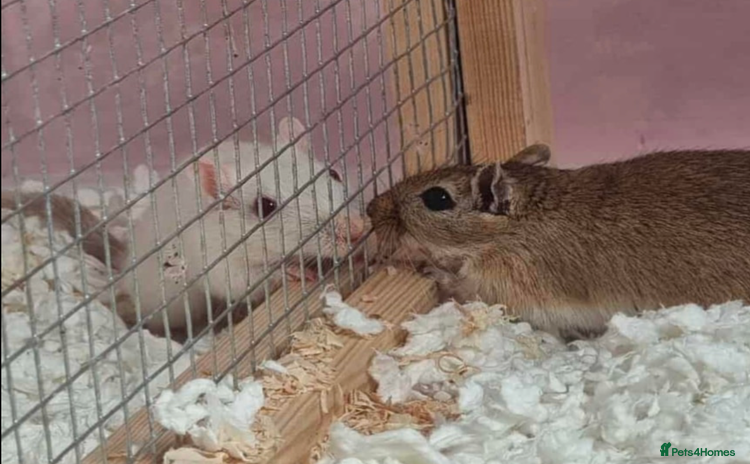 Gerbil rodents - Advert 6