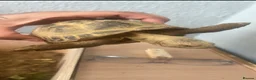 Hermann Tortoise reptiles for sale: My 3 beautiful female turtles in London - Advert 7