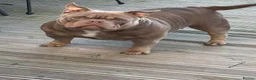 American Bully dogs for sale: Loving 3y Female pocket Bully for a Forever home in London - Advert 1