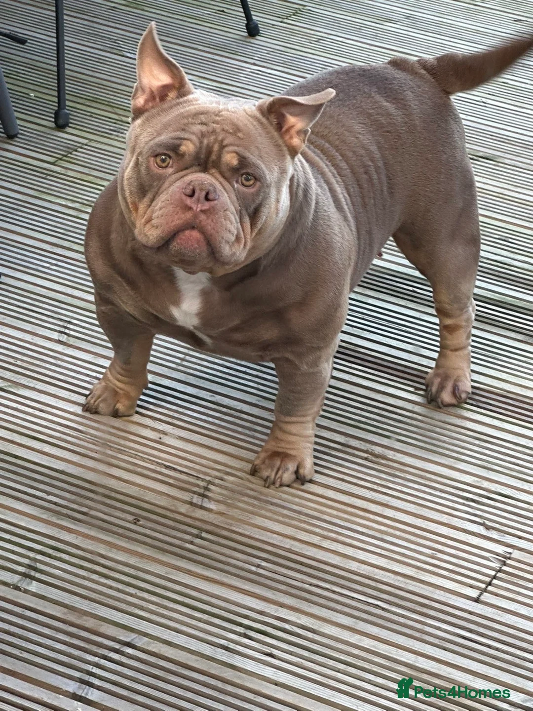 American Bully dogs for sale: Loving 3y Female pocket Bully for a Forever home in London - Advert 1