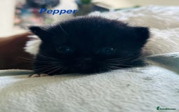 Himalayan cats for sale: Rare Himalayan mix kittens - Image 5