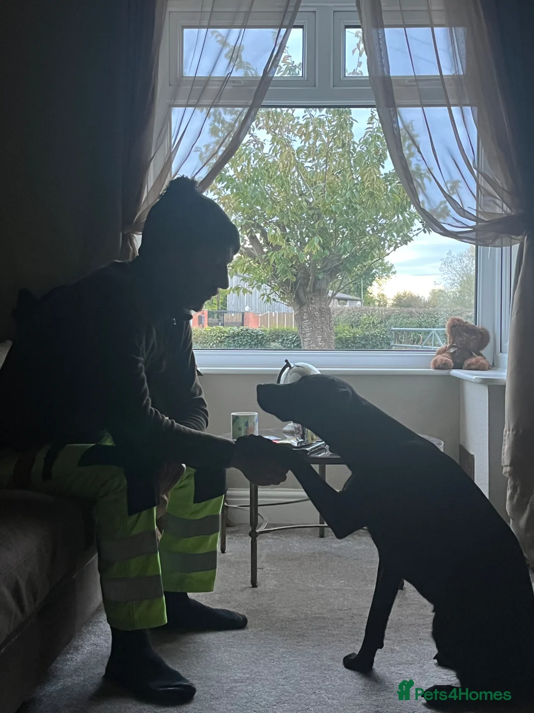 Labrador Retriever dogs for sale: Fraya black lab bitch - Advert 1