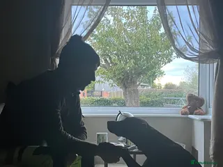 Labrador Retriever dogs Fraya black lab bitch - Advert 1