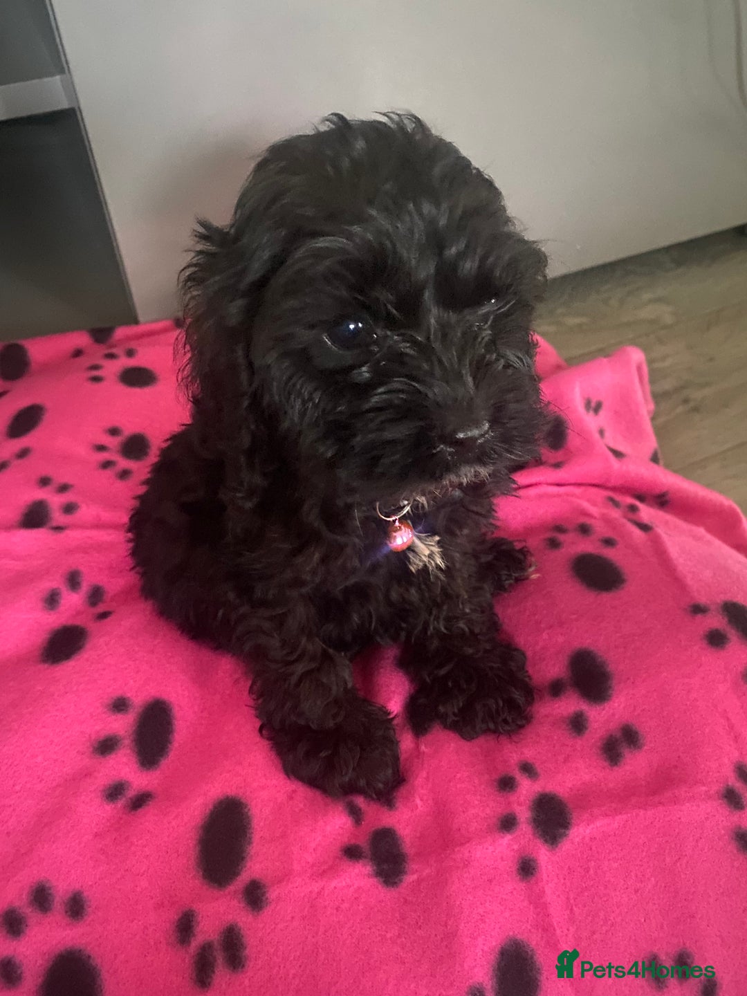 Cockapoo dogs for sale: Gorgeous American cockapoos  - Image 21
