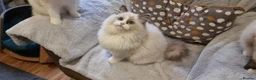 Ragdoll cats for sale: Pedegree stuning Ragdoll kittens - Advert 7