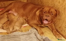 Dogue De Bordeaux dogs for sale: Gorgeous DOUGUE Babies - Image 10