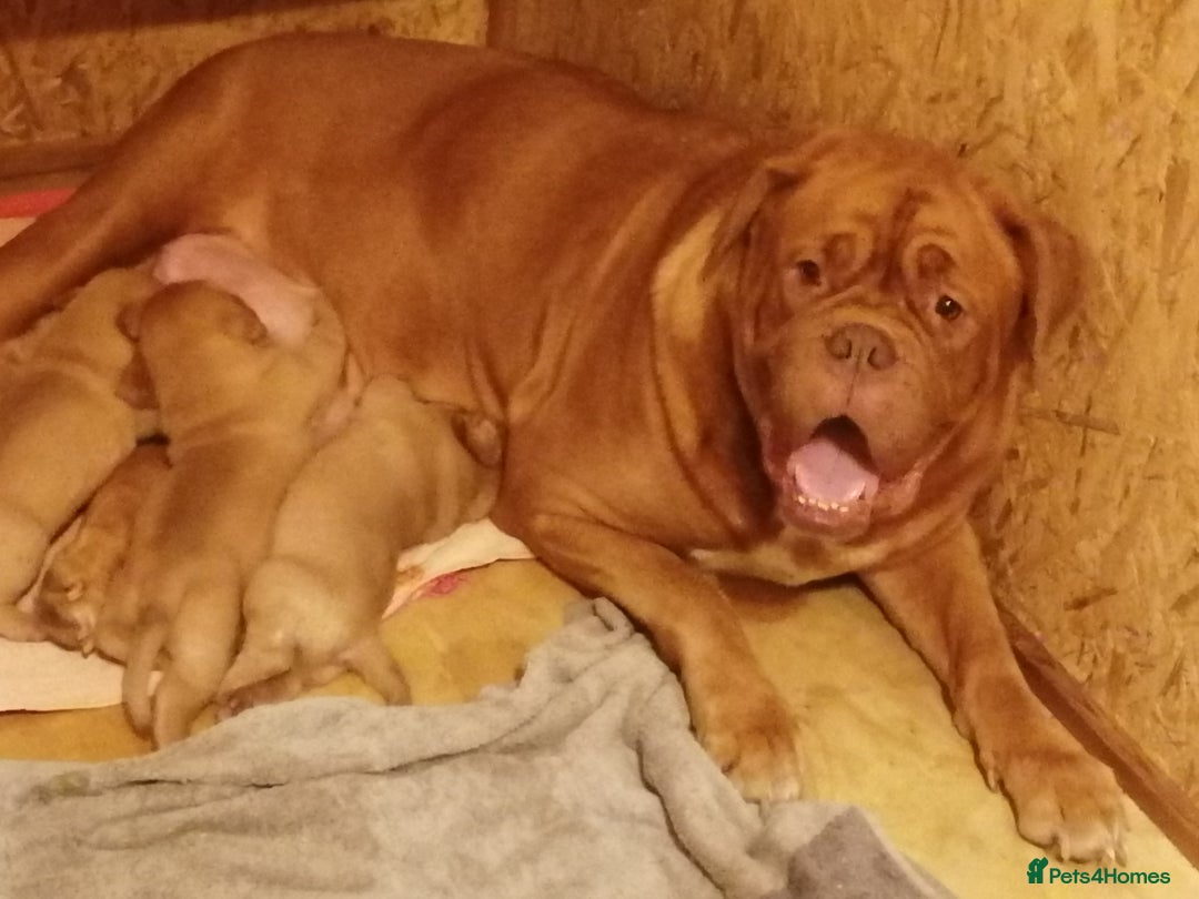 Dogue De Bordeaux dogs for sale: Gorgeous DOUGUE Babies - Image 10