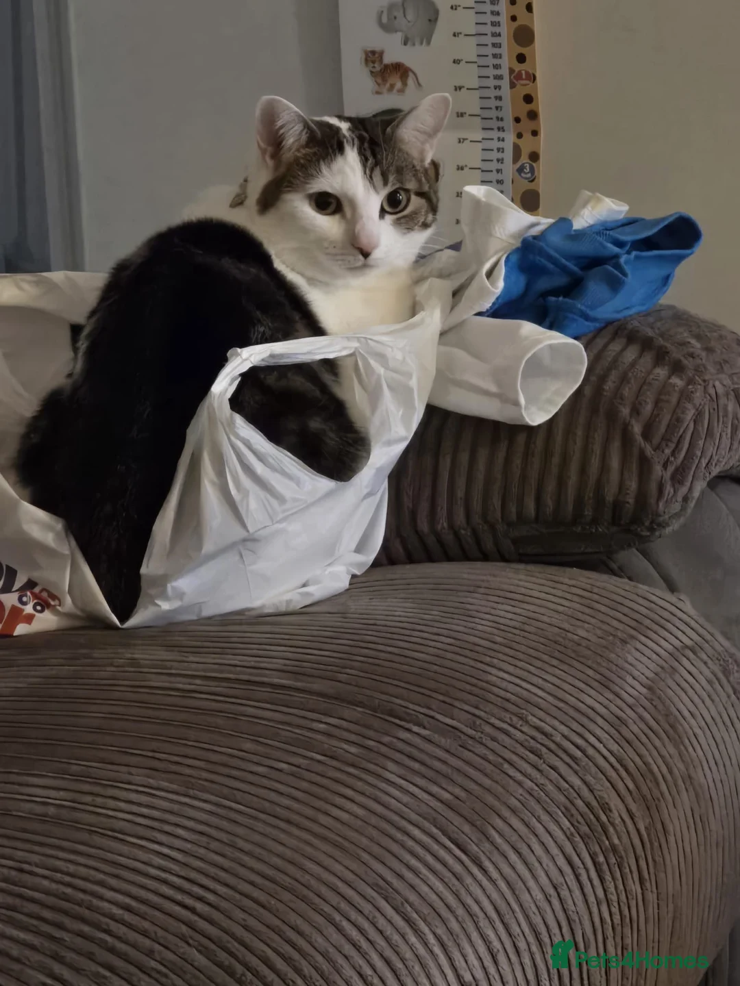 European cats for sale: Cat 2.5 years old - Advert 2