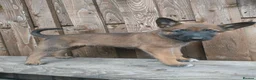 Belgian Shepherd Dog dogs for sale: KC registered Malinois puppies - Advert 18