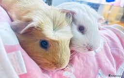 Guinea Pig rodents for sale: 2 girl Guinea pigs  - Image 2