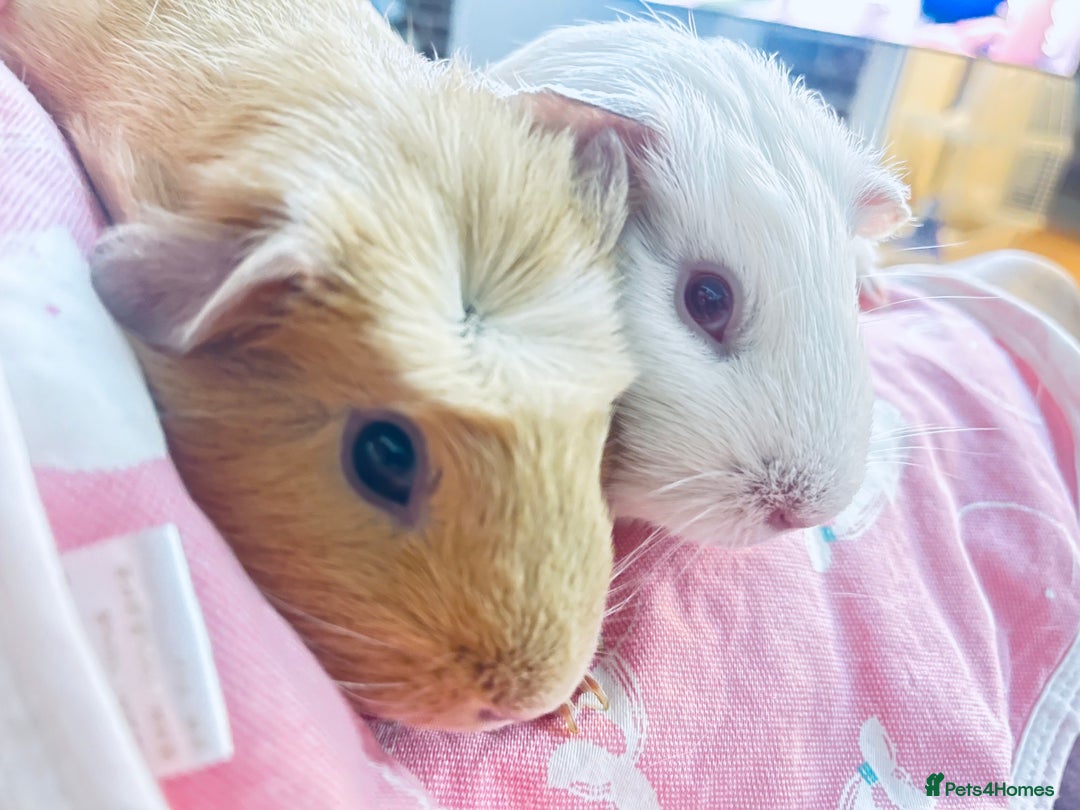 Guinea Pig rodents for sale: 2 girl Guinea pigs  - Image 2