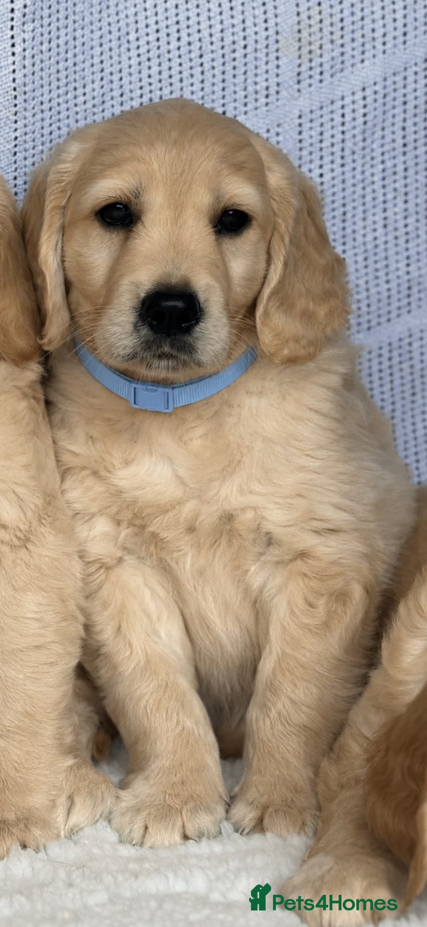 Golden Retriever dogs Golden retriever puppies - Advert 2