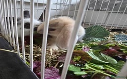Mixed Breed rabbits for sale: 2 x Lop eared bunnies - Image 5