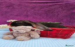 Mini Lop rabbits for sale: Baby velveteen lops & adult mini rex  - Image 7