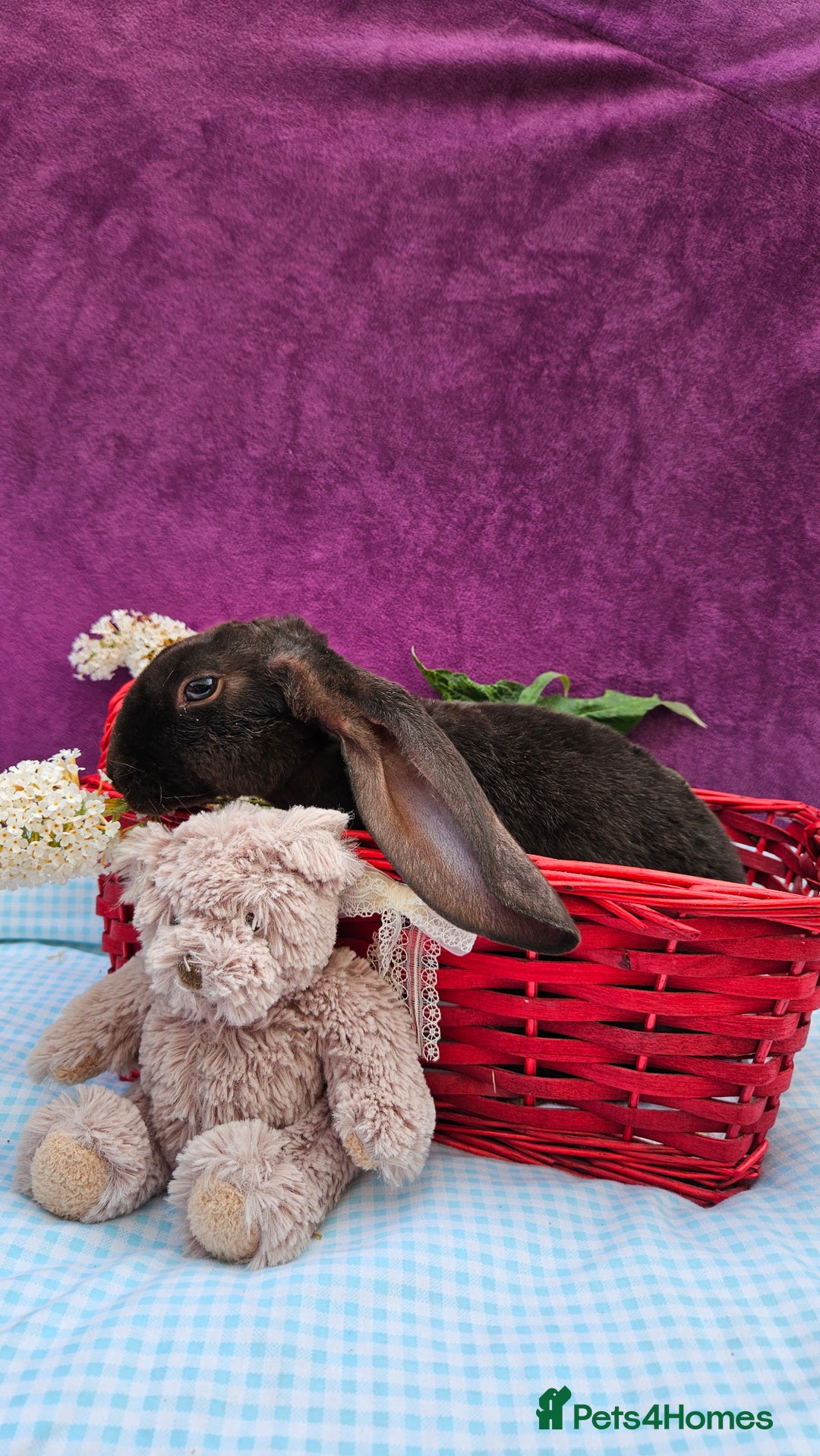 Mini Lop rabbits for sale: Baby velveteen lops & adult mini rex  - Image 7