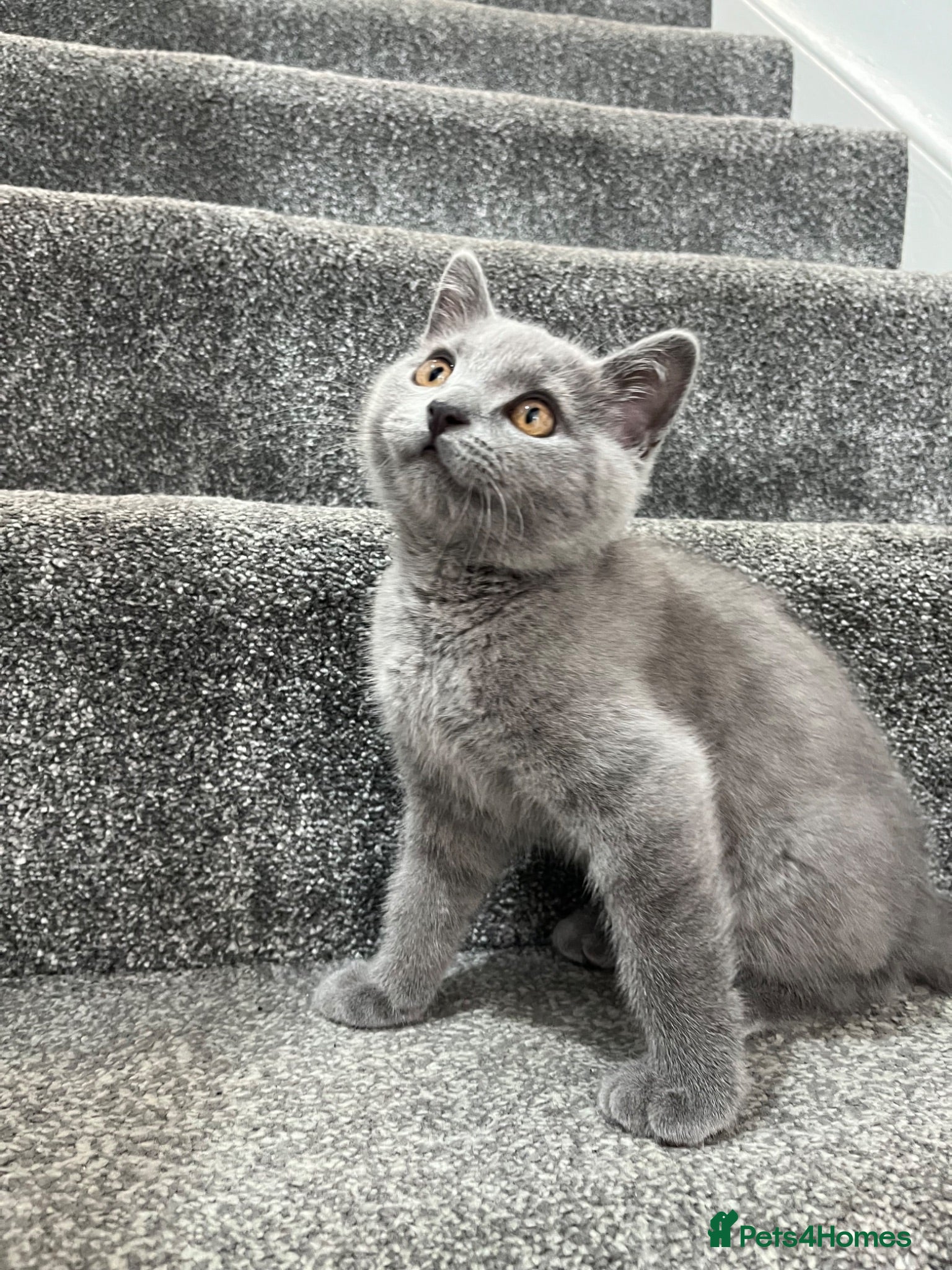 British Shorthair cats male british short hair - Advert 1