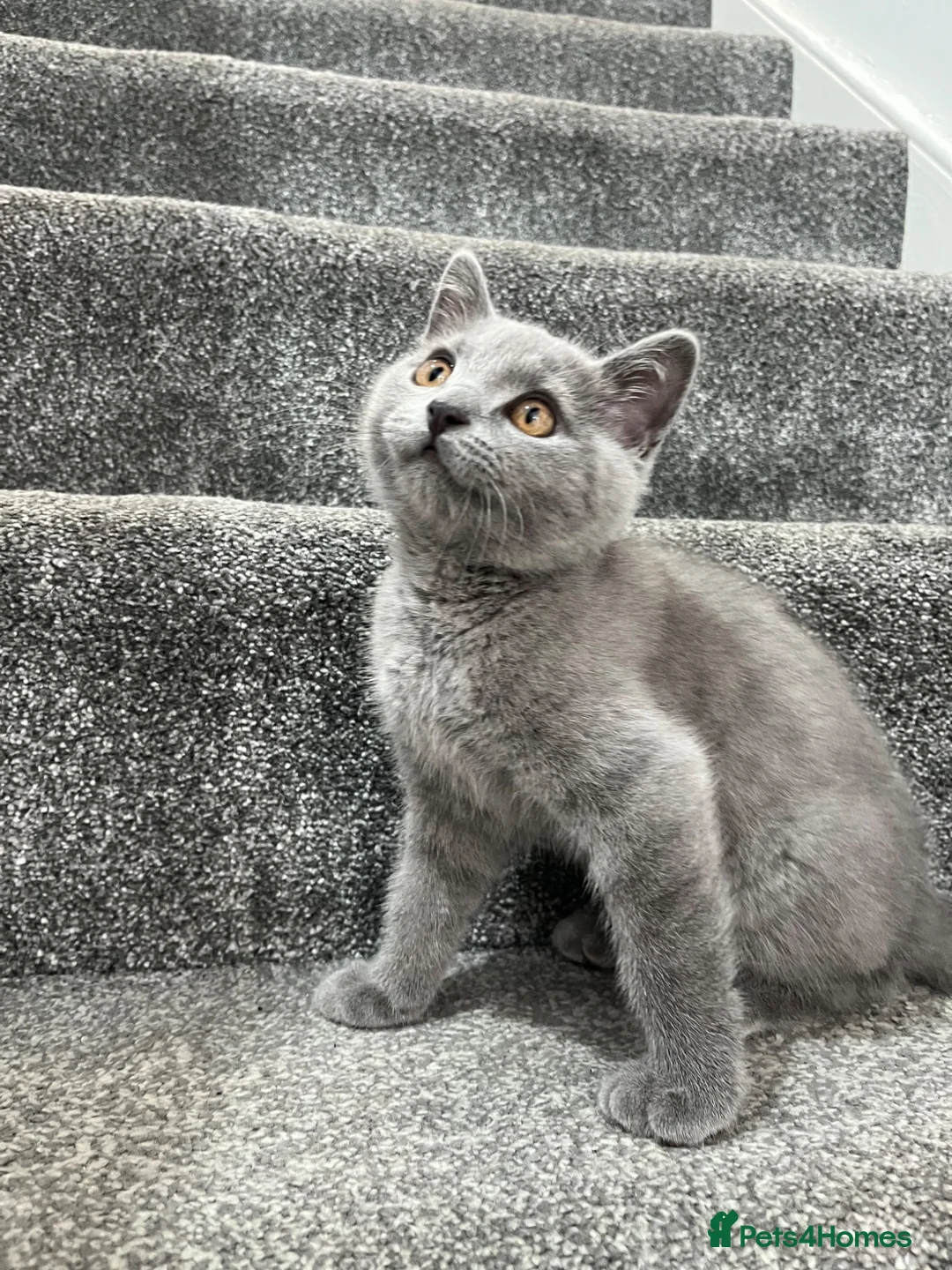 British Shorthair cats for sale: male british short hair - Advert 1