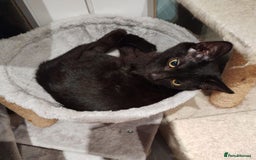 Mixed Breed cats for adoption: COLE. - Image 2