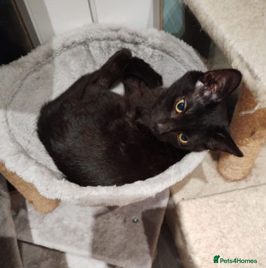 Mixed Breed cats for adoption: COLE. - Image 2