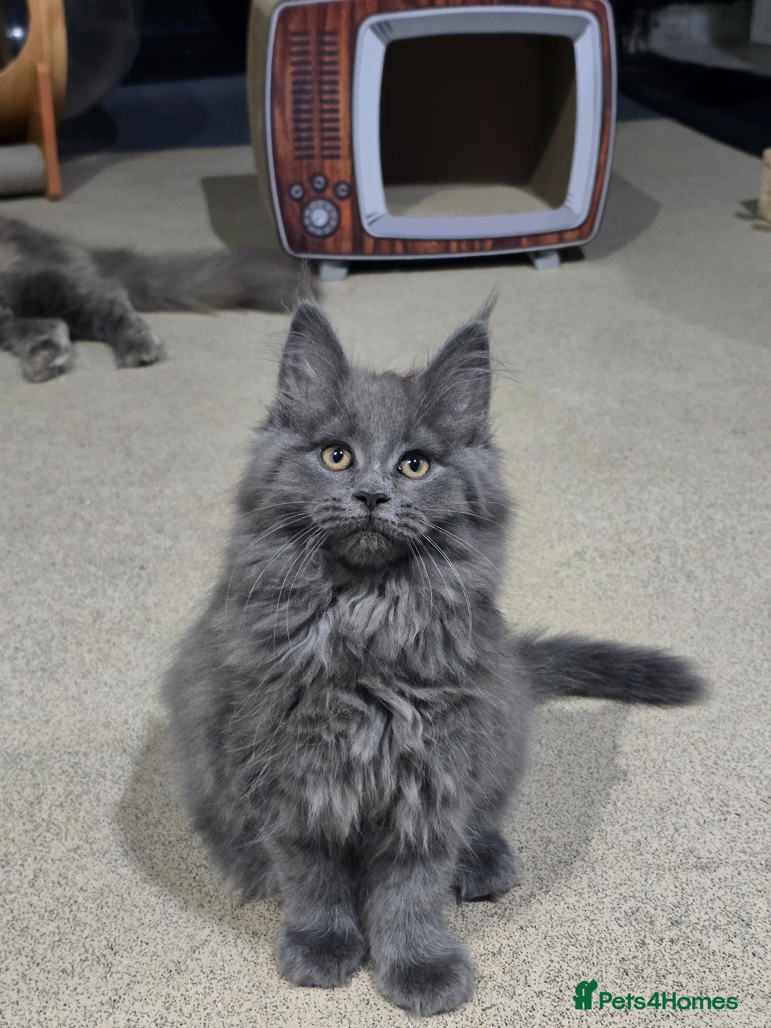 Maine Coon cats Beautiful gccf pet registered babies  - Advert 10