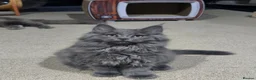Maine Coon cats for sale: Beautiful gccf pet registered babies  - Advert 1