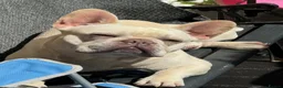 French Bulldog dogs for sale: Male French bulldog for sale  in Wallsend - Advert 1