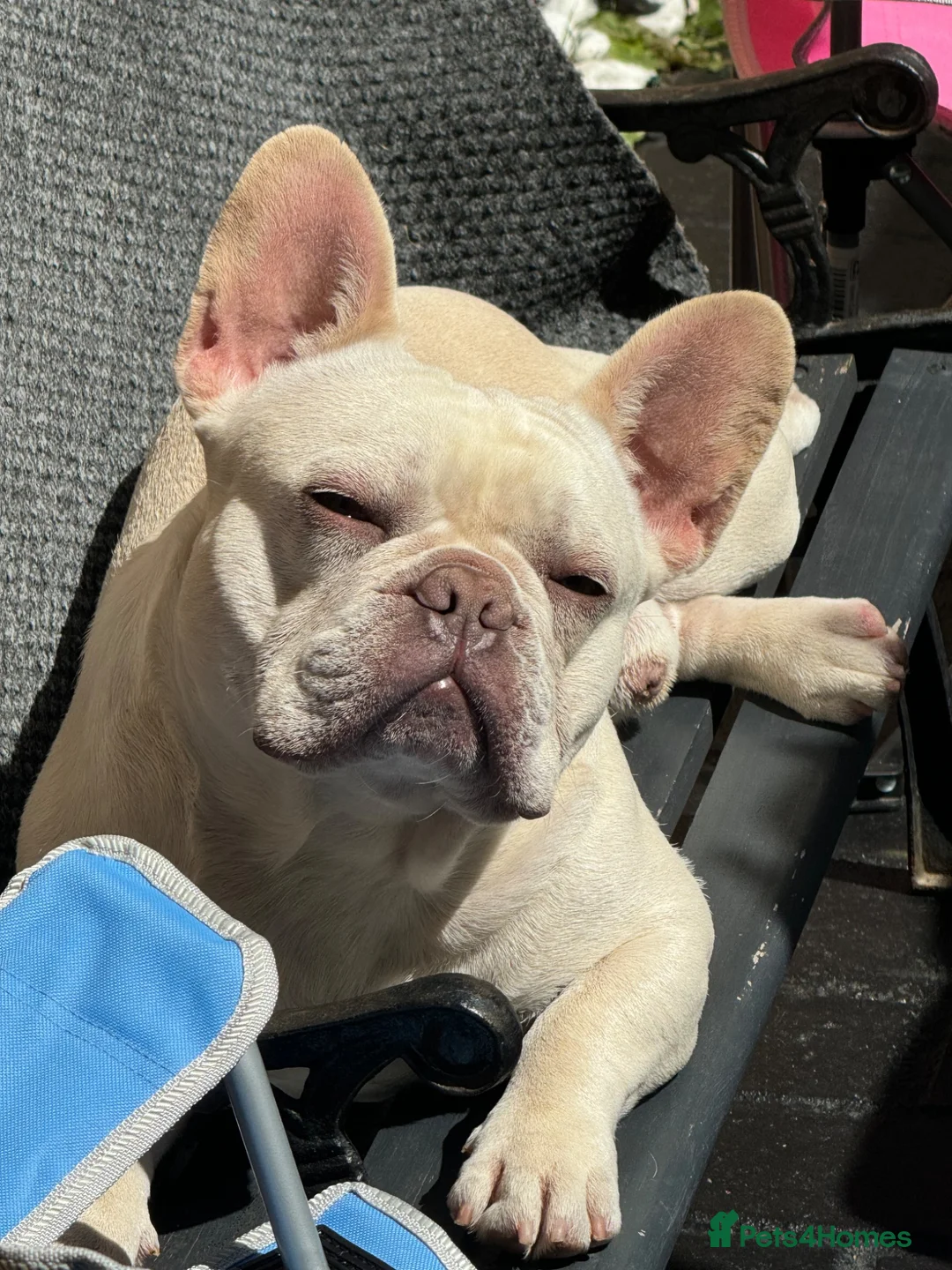 French Bulldog dogs for sale: Male French bulldog for sale  in Wallsend - Advert 1
