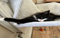 Maine Coon cats for sale: Gorgeous little boy urgent sell moving house  - Image 6