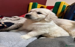 Golden Retriever dogs for sale: KC, Extensively Health tested Parents. Snow white - Image 6